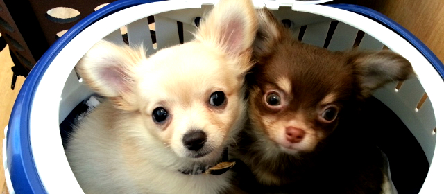 PetSpace Glanz